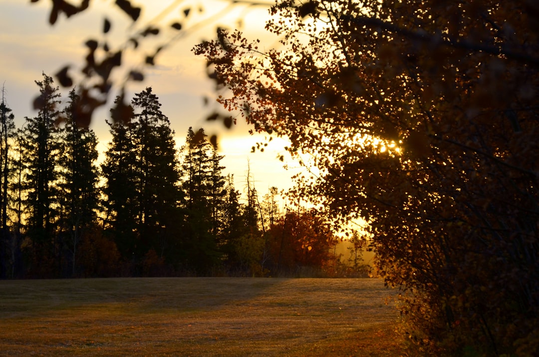 Fall Transition Timing: September Through November